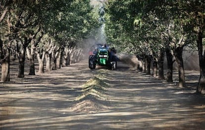 Un tractor-cosechador en un cultivo de almendros en California (EE UU)