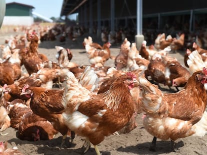 Galinhas em uma granja, em uma imagem de arquivo.