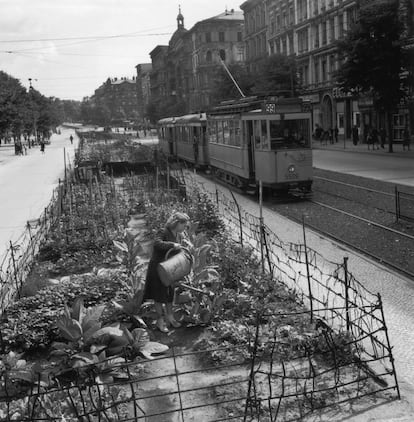 En esta imagen, una mujer riega plantas de hortalizas y algunas de tabaco en una parcela de huerto en la zona occidental de Berlín, en la calle de Berliner, en el sector estadounidense.