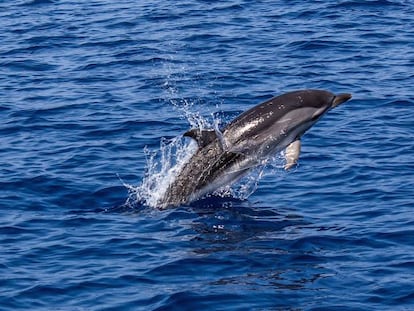 Un delf&iacute;n salta sobre la superficie del oc&eacute;ano.