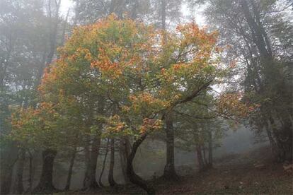 Los amarillos de un arce destacan entre las nieblas  del bosque de Hormas, en la sierra de Riaño (León).