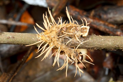 An 'Ophiocordyceps' fungus infects a caterpillar in a rainforest in Ecuador.