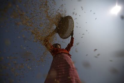 En 2008, cuando los precios de los alimentos tocaron alturas sin precedentes, la FAO puso en marcha una serie de proyectos de suministro de insumos para ayudar a los agricultores a producir más alimentos y obtener más ingresos. (Fuente: FAO).