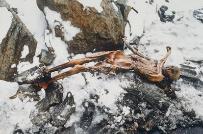 Hallazgo del cuerpo momificado de un hombre en el glaciar Similaun en los Alpes de Otzal en Italia, a 92 metros de la frontera con Austria.