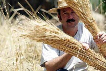 José Aguilera muestra unos manojos de escaña que cultiva en Priego de Córdoba.