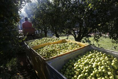 Actualmente existen 250 productores de manzana entre Gipuzkoa, Bizkaia y Álava, que suman unas 500 hectáreas de plantaciones.