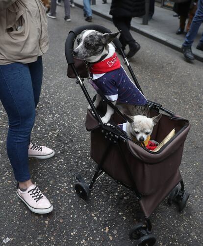 Como es tradición en cada festividad de San Antón, esta tarde se celebran las llamadas "vueltas del Santo", un desfile en el que animales y dueños recorren las calles del barrio de Chueca.