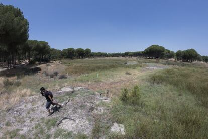 “Este proyecto es un ejemplo de lo que las Naciones Unidas propone entre sus Objetivos para el Desarrollo Sostenible y que permite retornos en términos naturales, como incrementar el volumen de agua almacenado, mejorar la biodiversidad, un enriquecimiento de la flora y fauna local y retornos económicos y sociales”, declara Mauricio Domínguez, director de Responsabiliidad Corporativa de Heineken. Imagen de la laguna de San Lázaro, en la localidad sevillana de Villamanrique de la Condesa, uno de los humedales rehabilitados por la cervecera Heineken.