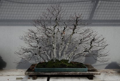 Bosque de hayas blancasm o carpes o 'Carpinus turkzaninovii (Hance.)', formado en 1991, tras un viaje a Japón en el que Luis Vallejo trajo los árboles con los que lo diseñaría.