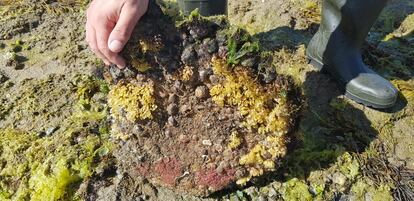 Roca con caracolas y desoves de 'Ocinebrellus inortatus' en A Illa, en una imagen cedida por las mariscadoras.