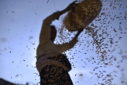 Uma mulher separa grãos de arroz de outros cereais e glumas.