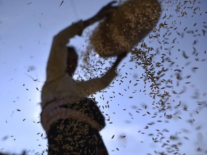 Una mujer separa granos de arroz de otros cereales y glumas.