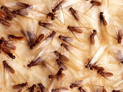 Las termitas de Formosa, en la imagen la casta de las aladas, se han expandido por todo el mundo desde el este de Asia.