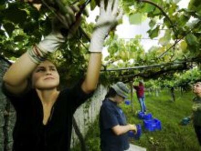 Trabajadores recogiendo uva en un vi&ntilde;edo en Galicia.