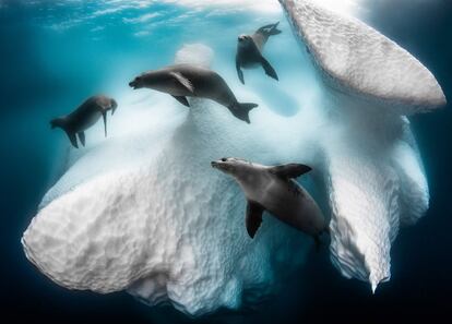 'Casa móvil congelada'. Un grupo de focas nadan en la cara oculta de un iceberg a la deriva en la Península Antártica.