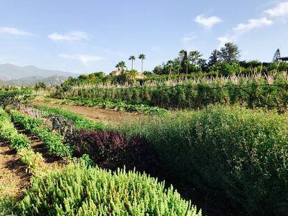 PERSPECTIVA DE LA HUERTA / CAPEL 