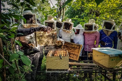 Apicultores en Haití