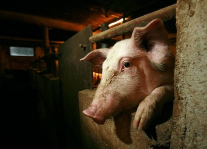 Un cerdo asoma la cabeza entre los barrotes de su cubículo en una granja.