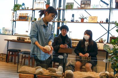 A staff member (L) takes a hedgehog from a glass enclosure at the Harry hedgehog cafe in Tokyo, Japan, April 5, 2016. In a new animal-themed cafe, 20 to 30 hedgehogs of different breeds scrabble and snooze in glass tanks in Tokyo's Roppongi entertainment district. Customers have been queuing to play with the prickly mammals, which have long been sold in Japan as pets. The cafe's name Harry alludes to the Japanese word for hedgehog, harinezumi. REUTERS/Thomas Peter SEARCH "HEDGEHOG THOMAS" FOR THIS STORY. SEARCH "THE WIDER IMAGE" FOR ALL STORIES 