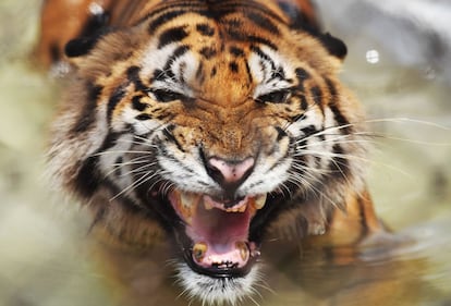 Un tigre de Bengala en un zoo de Calcuta (India).