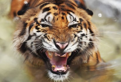 Un tigre de bengala en un zoo de Calcuta (India).  