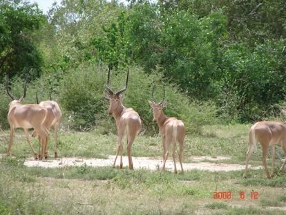 Antílope de Hunter ('Beatragus hunteri').