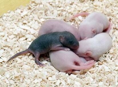 El ratón <i>Cleo</i> (más oscuro), una de las tres hembras clónicas, tiene 10 días.