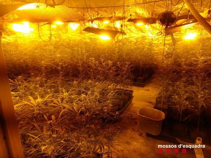 Cultiu de marihuana en una casa a Cabrera d'Anoia.