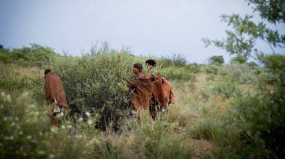 Tres mujeres san seleccionan frutos de un arbusto en Ghanzi (Botsuana).