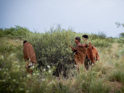 Tres mujeres san seleccionan frutos de un arbusto en Ghanzi (Botsuana).