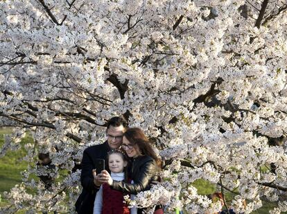 Una familia se toma un selfi frente a los árboles de cerezo en flor en el parque Sakura de Vilnius (Lituania), el 22 de abril de 2019.