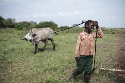 Batista Adélia Chemane tiene 13 años, no estudia y nunca ha ido a la escuela, pero maneja el ganado con la misma destreza con la que compañeros de su edad pueden hacer sumas y restas en la escuela. El gobierno de Mozambique ha denunciado la presencia en el país de alrededor de 1,5 millones de niños trabajadores a causa de la pobreza y con un salario inferior al mínimo establecido en el país, según datos de la Agencia Fides.