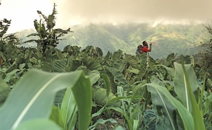 El primer lugar de Jamaica declarado patrimonio mundial es un parque nacional, en el sureste, que abarca un rea monta?osa muy accidentada y boscosa, extendida a lo largo y ancho de 495,2 kilmetros cuadrados, lo que representa el 4,5% de la superficie de la isla. Adems de sus riquezas naturales (se trata de una de las zonas de biodiversidad vegetal ms importantes de las Antillas, y alberga 200 especies de aves y un gran nmero de mariposas), la regin fue refugio primero de los nativos tanos y ms tarde de los negros cimarrones que huan de la esclavitud. Estos ltimos crearon todo un entramado de senderos, refugios y asentamientos, englobados hoy en la Ruta del Patrimonio de Nanny Town (poblacin que tom su nombre de una lder, Nanny de los Cimarrones). De aquella simbiosis con las monta?as surgieron expresiones culturales que han llegado hasta nuestros das en forma de ritos religiosos, prcticas de medicina tradicional o danzas. Por cierto que en lo alrededores se cultiva la variedad ms selecta de caf jamaicano, y uno de los ms prestigiosos del mundo: el Blue Mountain Coffee, el favorito de James Bond. En la foto, plantacin en los Montes Azules.