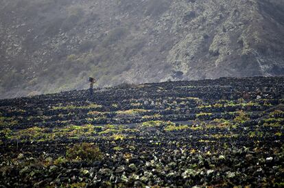 Vista de los viñedos de Bodegas Teneguía, en la isla canaria de La Palma.  