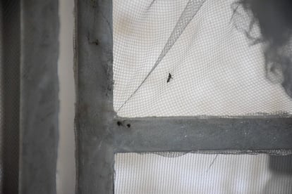 Un malla impide el paso a un mosquito de la especie Aedes Aegypti, en Tapachula (Estado de Chiapas), en junio de 2022. 