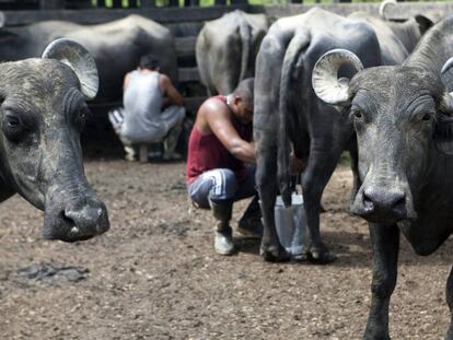 Unos campesinos ordeñan los búfalos de la Cooperativa Ecobúfalo Campesino para la elaboración y comercialización de queso.