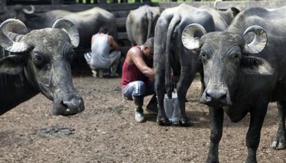 Unos campesinos ordeñan los búfalos de la Cooperativa Ecobúfalo Campesino para la elaboración y comercialización de queso.