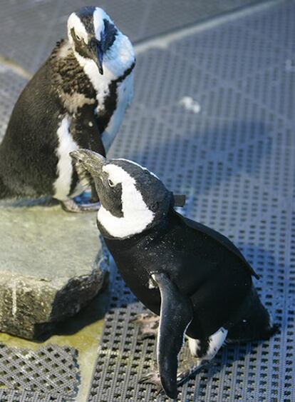 Los biólogos tenían miedo de que el resto de aves le rechazara por su nuevo aspecto, sin embargo, ha recuperado su comportamiento, como alfa de la bandada, ya que es el macho más viejo. Pierre tiene 25 años mientras que la media de vida de este tipo de pingüinos es sólo de 20.