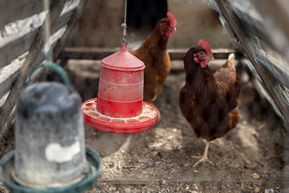 En la imagen, dos gallinas dentro del gallinero.