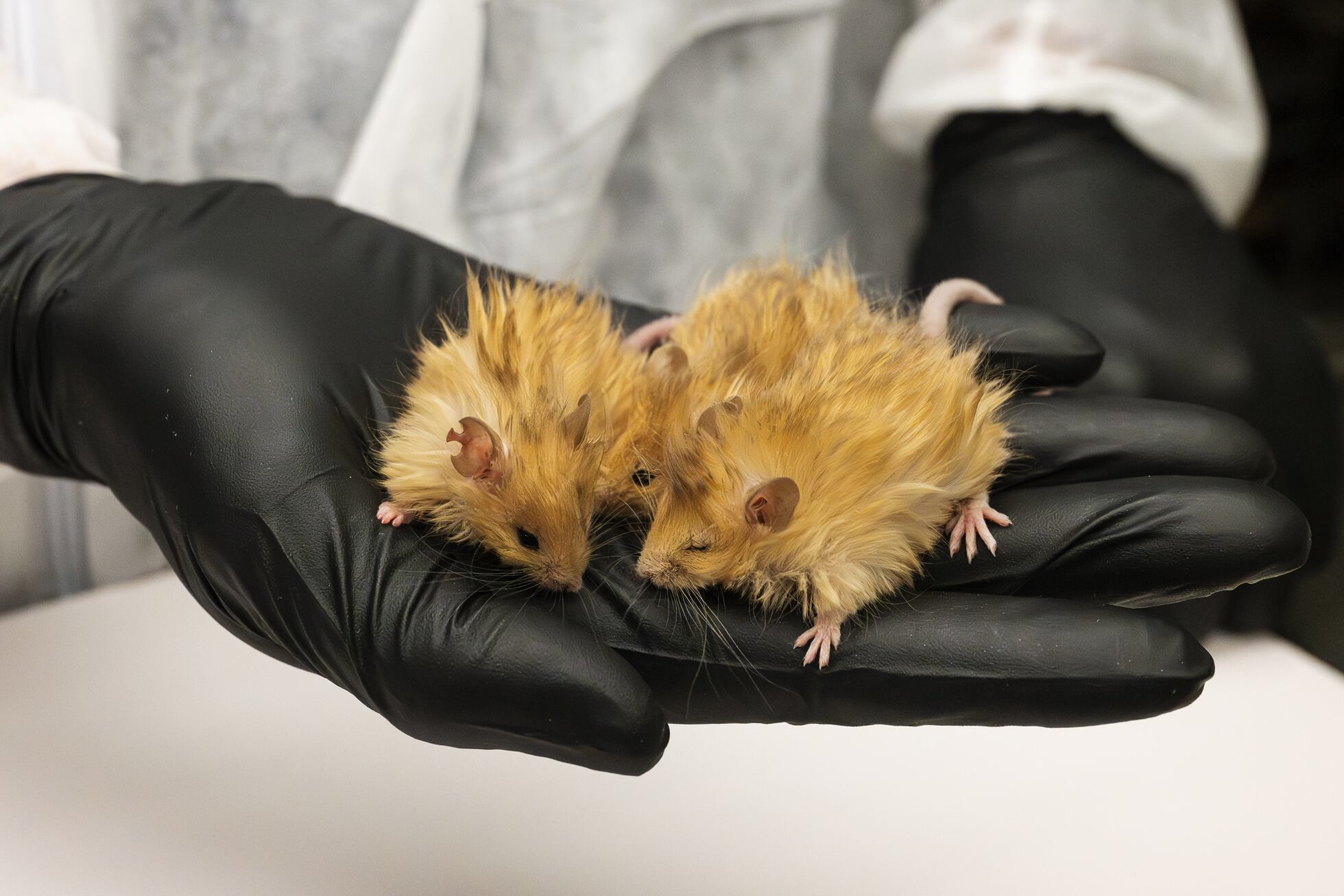 The dire wolf isn’t exactly back, but it wouldn’t be the first ‘de ...