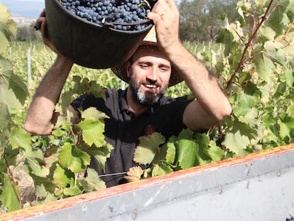 Assís Suriol Ferré, de Can Suriol, durante la vendimia. Imagen proporcionada por la bodega.