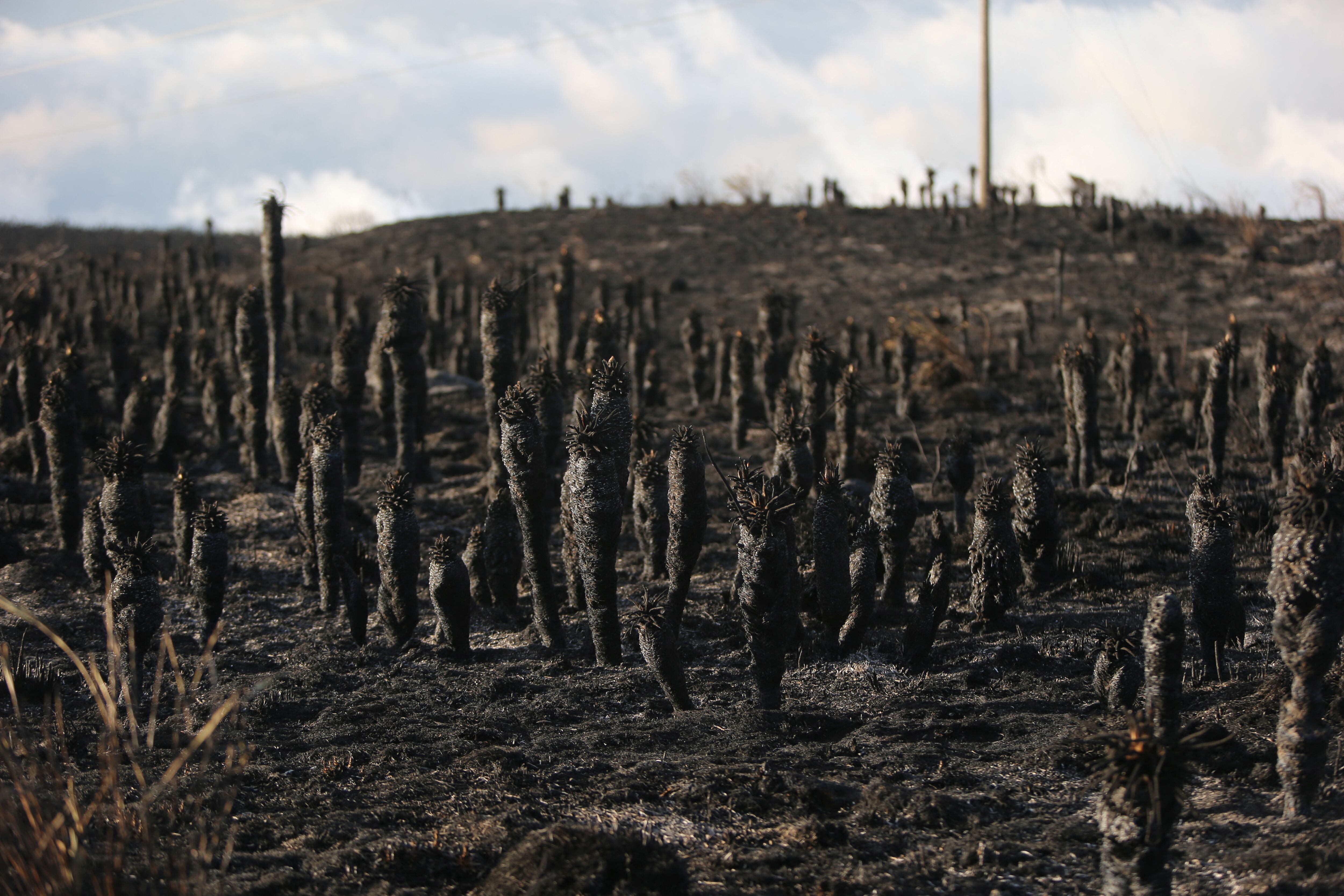 Frailejones quemados por el incendio en el páramo de Santurbán, Santander, el 24 de enero de 2024.