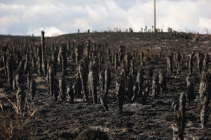 Burned espeletia plants are seen after a forest fire in the Santurban paramo in Ucata, Colombia January 24, 2024