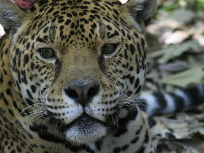 En México hay unos 4.000 jaguares; 600 de ellos viven en la reserva de la biosfera de Calakmul, donde se desarrolla un exitoso proyecto de conservación de la Universidad Nacional Autónoma de México, premiado por la Fundación BBVA.