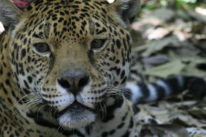 En México hay unos 4.000 jaguares; 600 de ellos viven en la reserva de la biosfera de Calakmul, donde se desarrolla un exitoso proyecto de conservación de la Universidad Nacional Autónoma de México, premiado por la Fundación BBVA.