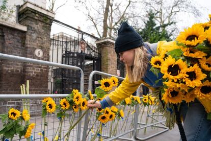 Una mujer coloca girasoles frente a la Embajada rusa en Londres como forma de apoyo al pueblo ucranio y rechazo a la agresión del Kremlin.