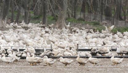 Un primer brote de gripe aviar fue detectado en una granja de 17.300 patos en el municipio de Sant Gregori (Girona).
