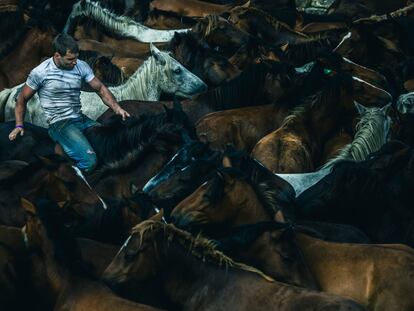 Primer curro (sábado 8) de la Rapa das bestas en Sabucedo, la tradición que anualmente acoge a cientos de caballos y miles de curiosos en el municipio pontevedrés de A Estrada.