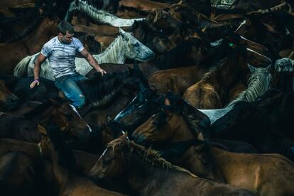 Primer curro (sábado 8) de la Rapa das bestas en Sabucedo, la tradición que anualmente acoge a cientos de caballos y miles de curiosos en el municipio pontevedrés de A Estrada.