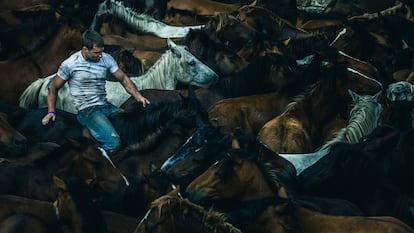 Primer curro (sábado 8) de la Rapa das bestas en Sabucedo, la tradición que anualmente acoge a cientos de caballos y miles de curiosos en el municipio pontevedrés de A Estrada.